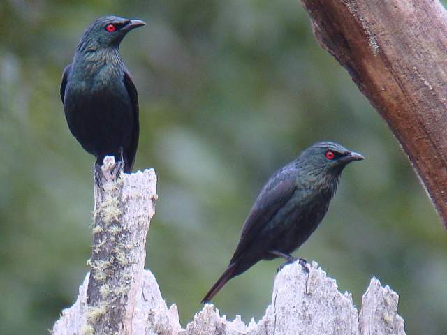 Bird watching on Luzon, Bohol, Cebu and Mindanao in the Philippines.